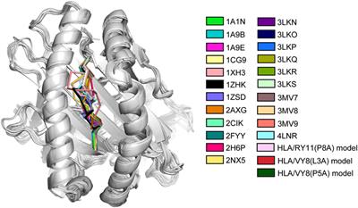 Exploration of the Conformational Dynamics of Major Histocompatibility Complex Molecules